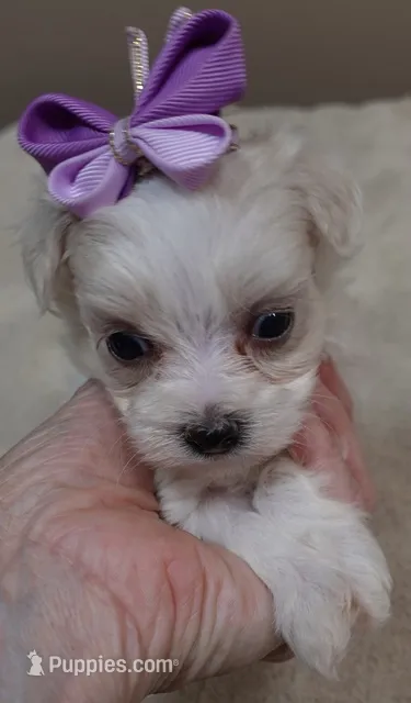 Kali – Maltipoo puppy for sale in Colcord, OK