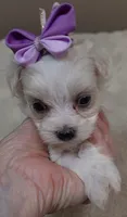 TEACUP Kali, a female Maltipoo for sale in Colcord, OK – 1 of 9