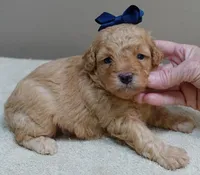 Loki dark red, a male Poodle - Toy  for sale in Colcord, OK – 7 of 10