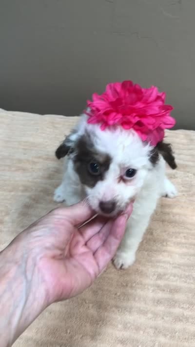 Maggie mae chocolate parti, a female Poodle - Toy  for sale in Colcord, OK – 10 of 10