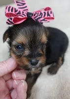 Tiny Daisy 14 ounces, a female Yorkshire Terrier for sale in Colcord, OK – 7 of 10