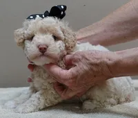 Kenobi lemon chiffon parti, a male Poodle - Toy  for sale in Colcord, OK – 2 of 10