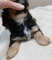Peyton, a male Yorkshire Terrier for sale in Colcord, OK – 2 of 10