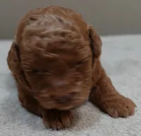 Zara red 1 lb 6 ozs, a female Poodle - Toy  for sale in Colcord, OK – 2 of 10