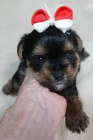 Moose, a male Yorkshire Terrier for sale in Colcord, OK – 4 of 10
