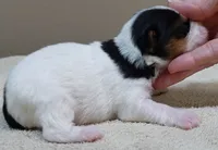 Tiny Bunny 10 1/2 ozs, a female Yorkshire Terrier for sale in Colcord, OK – 4 of 6