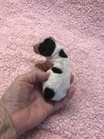 Teacup Bunny, a female Yorkshire Terrier for sale in Colcord, OK – 4 of 5