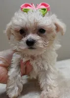 Teacup Maddie 1.3 lbs, a female Maltipoo for sale in Colcord, OK – 2 of 10