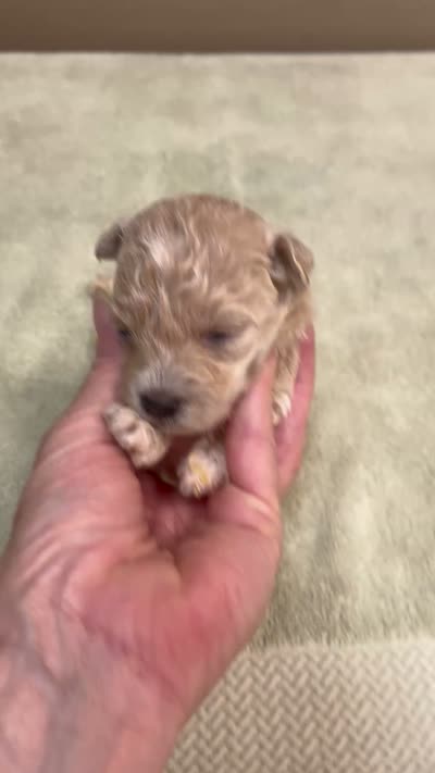 Clover 13 ounces, a female Maltipoo for sale in Colcord, OK – 10 of 10