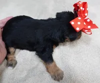 Ziggy 1 lb 5 ounces, a male Yorkshire Terrier for sale in Colcord, OK – 2 of 10