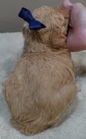 Loki dark red, a male Poodle - Toy  for sale in Colcord, OK – 9 of 10
