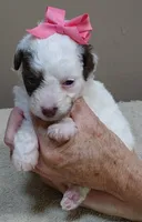 Maggie mae chocolate parti, a female Poodle - Toy  for sale in Colcord, OK – 4 of 10