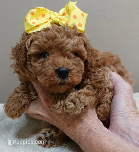 Valentine – Poodle - Toy  puppy for sale in Colcord, OK