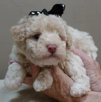 Kenobi lemon chiffon parti, a male Poodle - Toy  for sale in Colcord, OK – 9 of 10