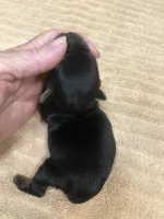 Oakley, a male Yorkshire Terrier for sale in Colcord, OK – 8 of 9