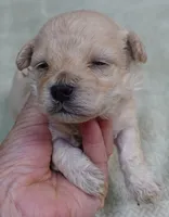 Biscuit, a male Maltipoo for sale in Colcord, OK – 4 of 10