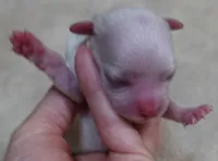 Evee, a female Maltese for sale in Colcord, OK – 5 of 9