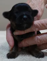 Molly 9 ounces , a female Yorkshire Terrier for sale in Colcord, OK – 1 of 6