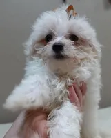 Zuko 1 lb 4 ozs, a male Maltipoo for sale in Colcord, OK – 3 of 10