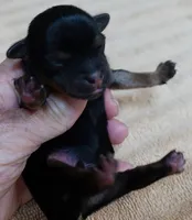 Koda 4 ounces, a male Yorkshire Terrier for sale in Colcord, OK – 3 of 10