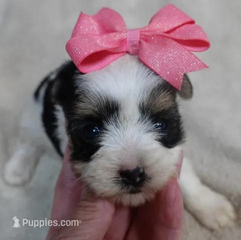 Lexiea – Yorkshire Terrier puppy for sale in Colcord, OK