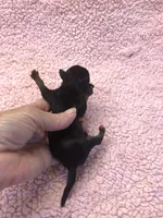 Molly 4 1/2 ounces , a female Yorkshire Terrier for sale in Colcord, OK – 8 of 9