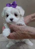 Lindy Pending, a female Maltese for sale in Colcord, OK – Photo 1 of 10