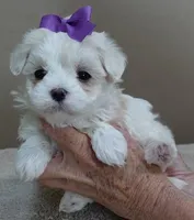 Lindy Pending, a female Maltese for sale in Colcord, OK – Photo 6 of 10