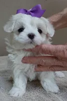 Lindy Pending, a female Maltese for sale in Colcord, OK – Photo 2 of 10