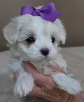 Lindy Pending, a female Maltese for sale in Colcord, OK – Photo 7 of 10