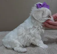 Lindy Pending, a female Maltese for sale in Colcord, OK – Photo 4 of 10