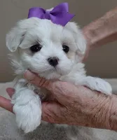 Lindy Pending, a female Maltese for sale in Colcord, OK – Photo 8 of 10