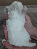Lindy, a female Maltese for sale in Colcord, OK – Photo 10 of 10