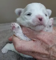 Lindy, a female Maltese for sale in Colcord, OK – Photo 4 of 10