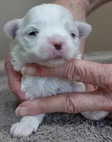 Lindy, a female Maltese for sale in Colcord, OK – Photo 7 of 10