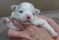 Lindy, a female Maltese for sale in Colcord, OK – Photo 5 of 10