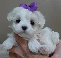 Lindy Pending, a female Maltese for sale in Colcord, OK – Photo 9 of 10