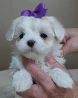 Lindy Pending, a female Maltese for sale in Colcord, OK – Photo 5 of 10