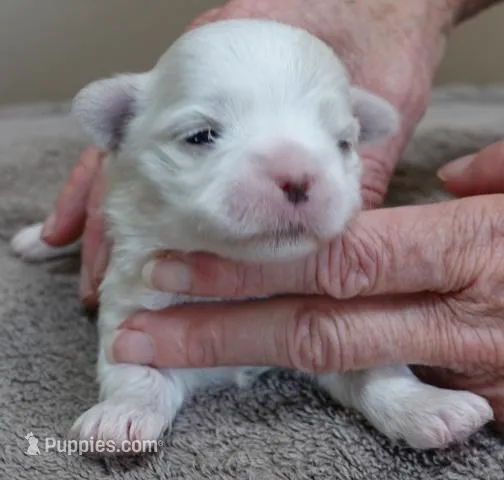 Lindy – Maltese puppy for sale in Colcord, OK