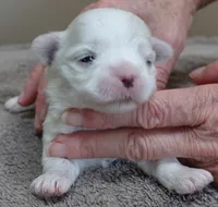 Lindy, a female Maltese for sale in Colcord, OK – Photo 1 of 10
