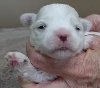 Lindy, a female Maltese for sale in Colcord, OK – Photo 9 of 10