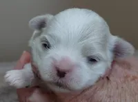 Lindy, a female Maltese for sale in Colcord, OK – Photo 6 of 10