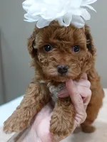 Stunning deep red, a female Poodle - Toy  for sale in Colcord, OK – 4 of 10