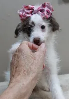 3 pounds 9/17, a female Poodle - Toy  for sale in Colcord, OK – 8 of 10