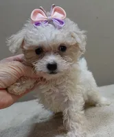 Olivia 1.4 lbs, a female Maltipoo for sale in Colcord, OK – 2 of 10