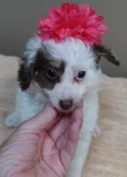 Maggie mae chocolate parti, a female Poodle - Toy  for sale in Colcord, OK – 8 of 10