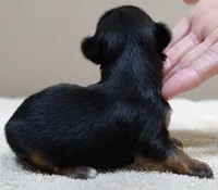 Teacup Bailey 6 3/4 ounces, a female Yorkshire Terrier for sale in Colcord, OK – 5 of 7