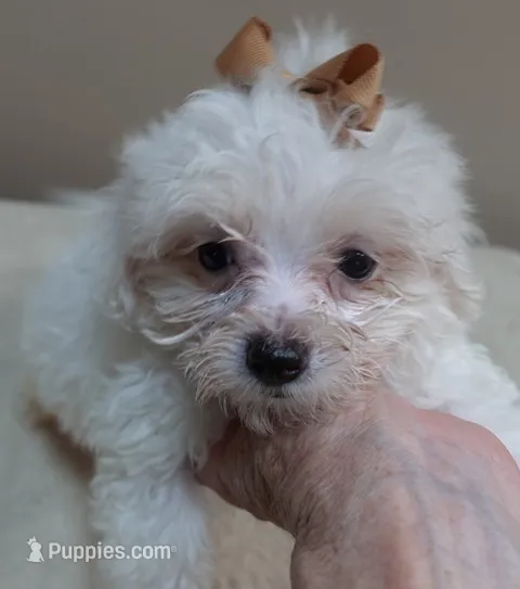 Zuko 1 lb 4 ozs – Maltipoo puppy for sale in Colcord, OK