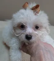 Zuko 1 lb 4 ozs, a male Maltipoo for sale in Colcord, OK – 1 of 10