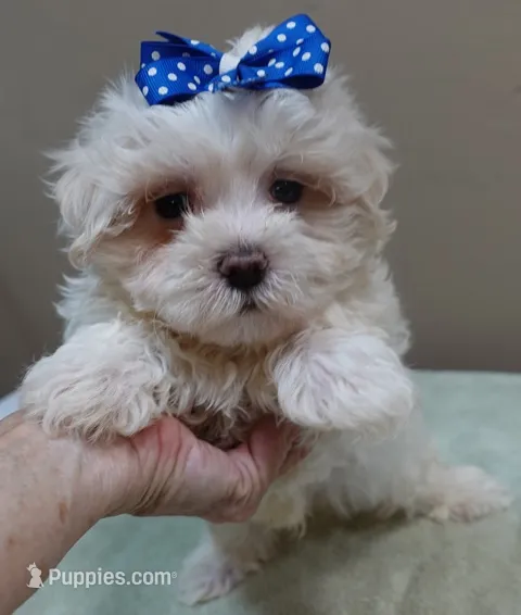 Bogie – Maltese puppy for sale in Colcord, OK